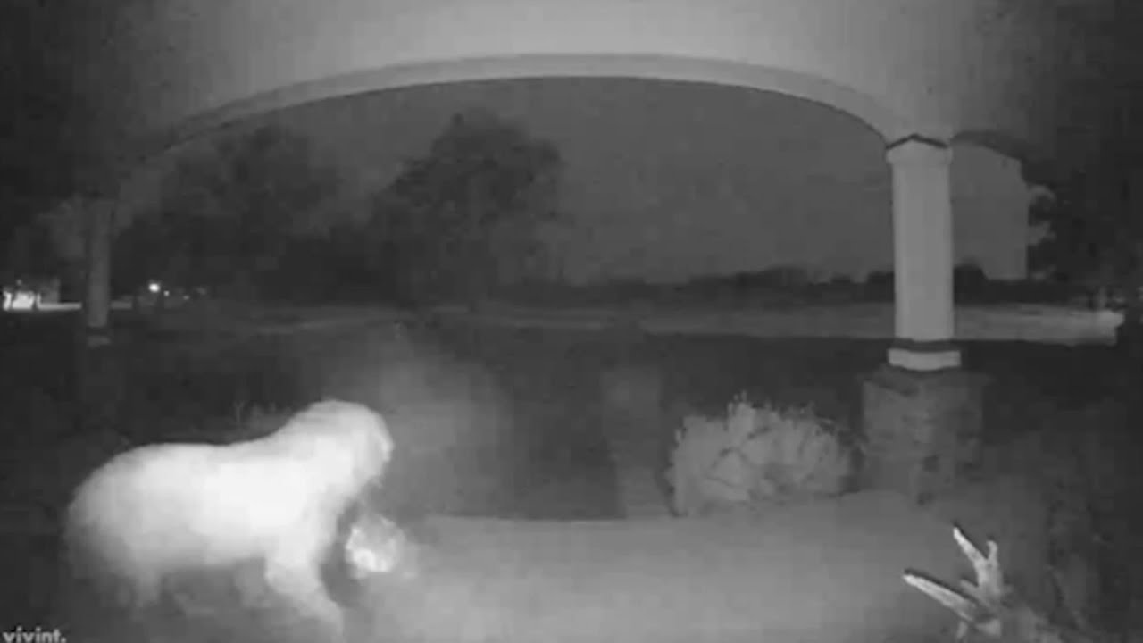 Pooch pirate: Doorbell camera catches dog stealing package from ...