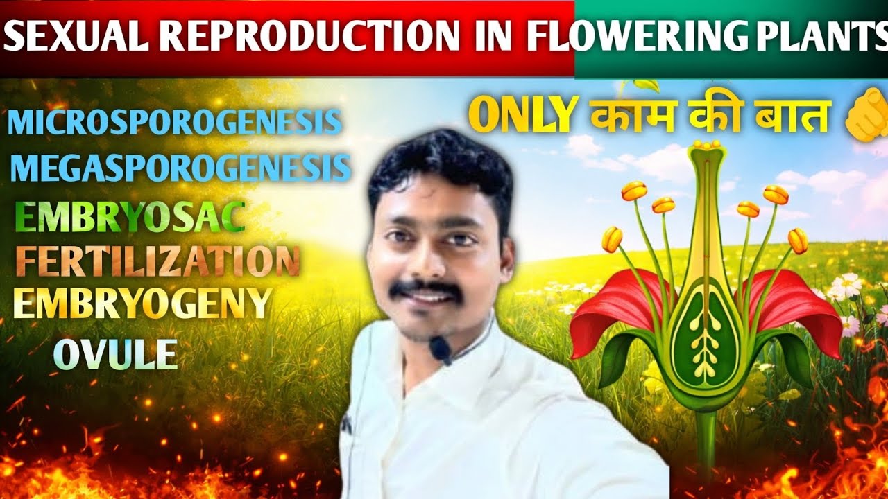 Sexual Reproduction In Flowering Plants. Angiosperm. !!NEET-UG!! NCERT BIOLOGY 