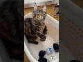 🧦😅Kontrola ponožek😅🧦 #soccer #mainecoon #mainyoutube #cute #sweet #cat #funnycat #funnykitten