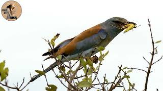 Roller having an insect for breakfast by Our Life In Africa 54 views 2 years ago 41 seconds