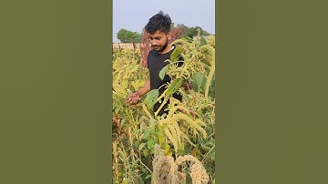 Amaranth cultivation #amaranth #quinoa #potential #hiteshag #anduat #cropcutting