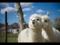 Alpaca heaven: The cutest, kindest, most beautiful cuddling alpacas in the world!