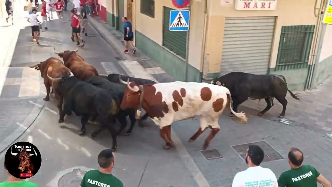 ALMAZORA ( CS ) 17-5-2025 ENCIERRO DE TOROS CERRILES DE GERARDO ORTEGA Y ENCIERRO Y DESENCIERRO DE M