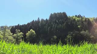 Pure Serenity: A Walk Through the Sunlit Forest ✨