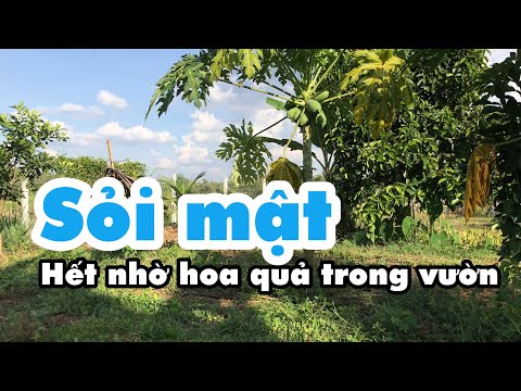Video bài thuốc chữa tan sỏi túi mật trong 1 tuần Là khỏi hẳn - youtube