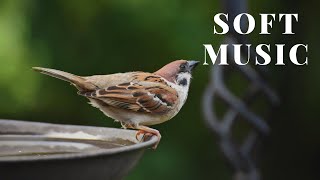 soft Music | copy right free music | @YouTube | DS music mantra | relaxing Music screenshot 2