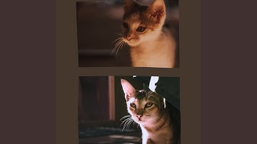 Mysterious Backdrops for Quiet Cat