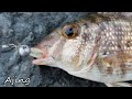 Ajing game uae  extra ultra light fishing  fishinvlog 56