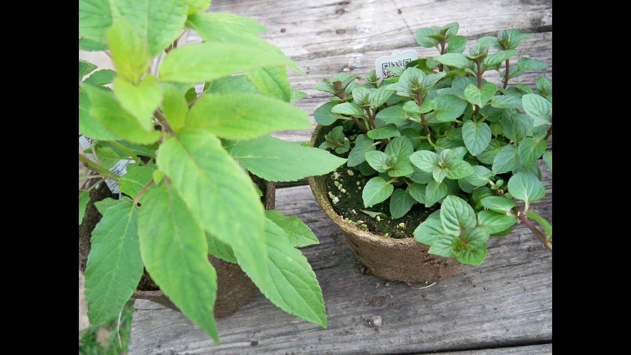 Fish Pond + Howto Grow Pineapple Sage & Chocolate Mint - YouTube