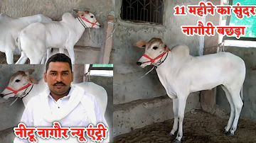 beautiful Nagori bachada.nagori bail.nagori bachada race .ox race mp@Pat pratiyogita Ox race MP