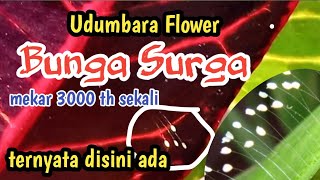 Download Lagu Bunga Surga Udumbra | bunga langka yang mekar 3000 tahun sekali MP3