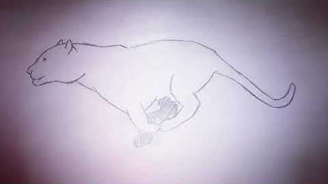 Tiger Run Cycle (Traditional Animation)