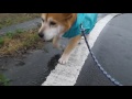 爆睡寿爺、雨ニモマケズ