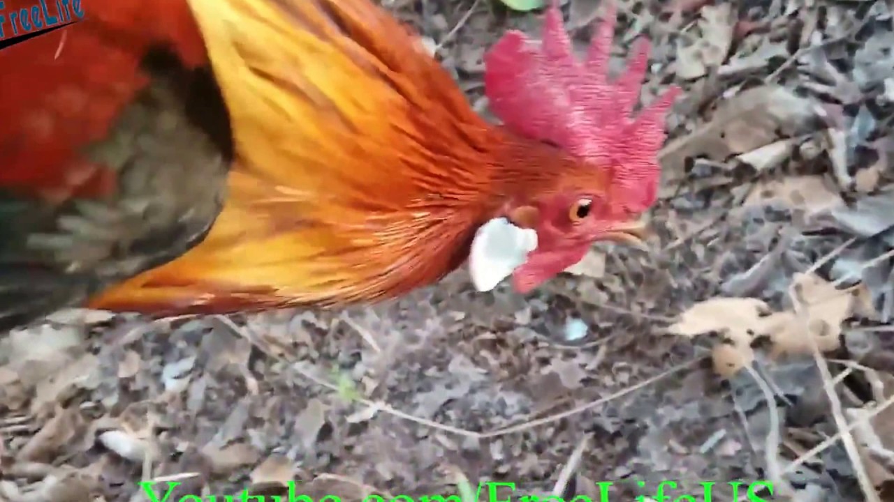 cara menjebak ayam hutan liar dengan pejantan lain 