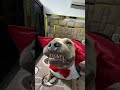 “This dog’s smile is so dangerous, it belongs in WWE