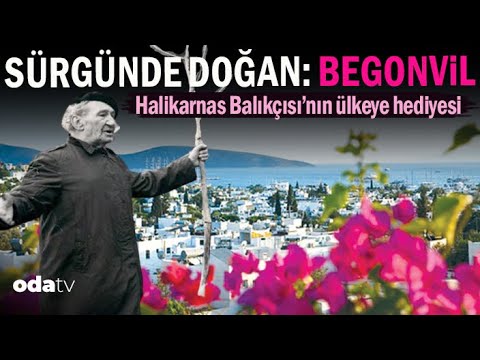 Halikarnas Balıkçısı'nın Ülkeye Hediyesi | Sürgünde Doğan: Begonvil