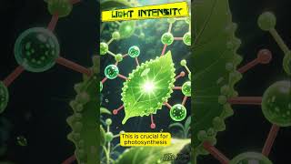 LIGHT INTENSITY