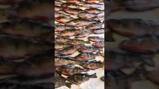 7 cheeseheads with a perch limit!