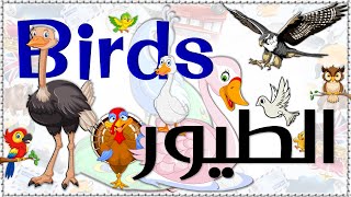 أسماء الطيور || عربي/انجليزي  Birds screenshot 4