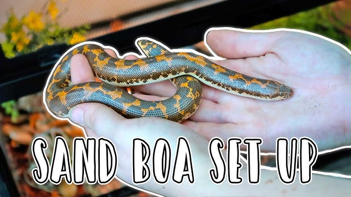 Kenyan Sand Boa Care and Bioactive Maintenance – The Bio Dude