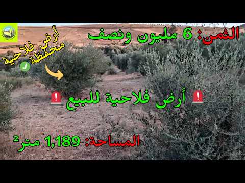 للبيع أرض فلاحية محفظة 1189 متر بسيدي علال المصدر قرب الخميسات تضم أشجار زيتون 🌿🏡