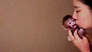 Tiny monkey says,Mom, don't be too enthusiastic with me, it might scare me#monkeylove #monkey by Allen me 3,157 views 2 months ago 1 minute, 6 seconds