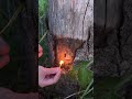 Just set it on firecamping survival bushcraft outdoors