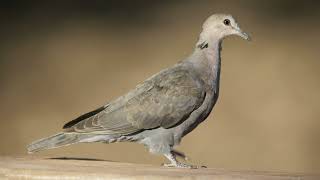 Dawn Chorus 16: Red-eyed Dove (Bird Call Audio) screenshot 3