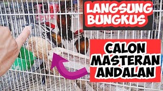 CARA MEMILIH BURUNG PELATUK BAWANG YANG BAGUS DI OMBYOKAN