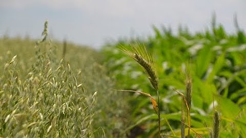 MicroSurge Small Grain Seed Treatment