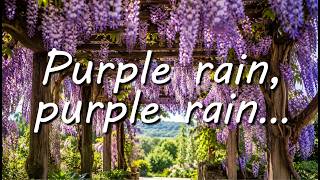 Episode 11 - Purple rain, purple rain...