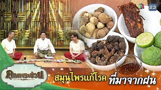 สมุนไพรแก้โรคที่มาจากฝน | คุณพระช่วย | ๖ สิงหาคม ๒๕๖๖