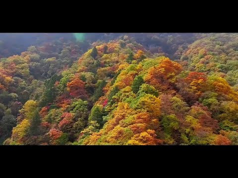 A glimpse of Shennongjia National Park in China's Hubei