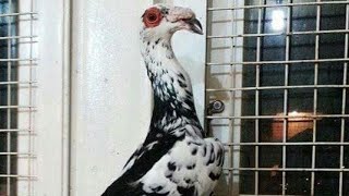 The most beautiful 20 pigeons  of the week 20 of 2019أجمل 20 طير في الأسبوع 20 لعام 2019