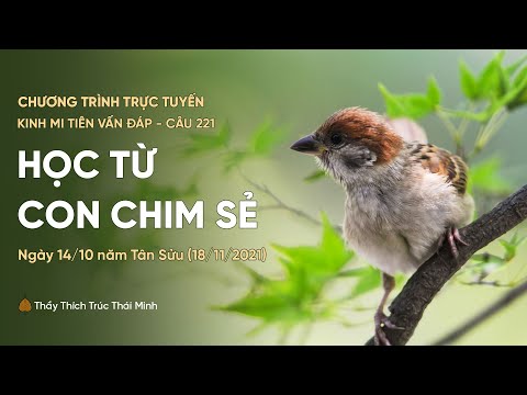 🔴 "Học từ con chim sẻ" - câu 221 Kinh Mi Tiên Vấn Đáp | Thầy Thích Trúc Thái Minh