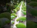 How to attract parrots to your balcony shorts viral.