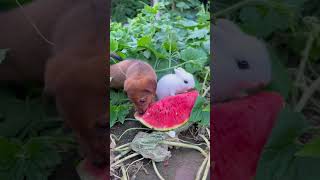 Rabbit And Dog Eating Fruit Cute Anime