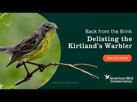 Back from the Brink: Delisting the Kirtland's Warbler - YouTube