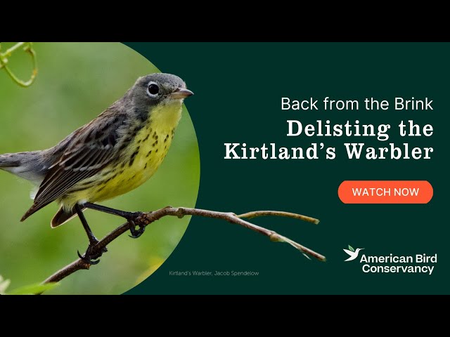 Back from the Brink: Delisting the Kirtland's Warbler - YouTube