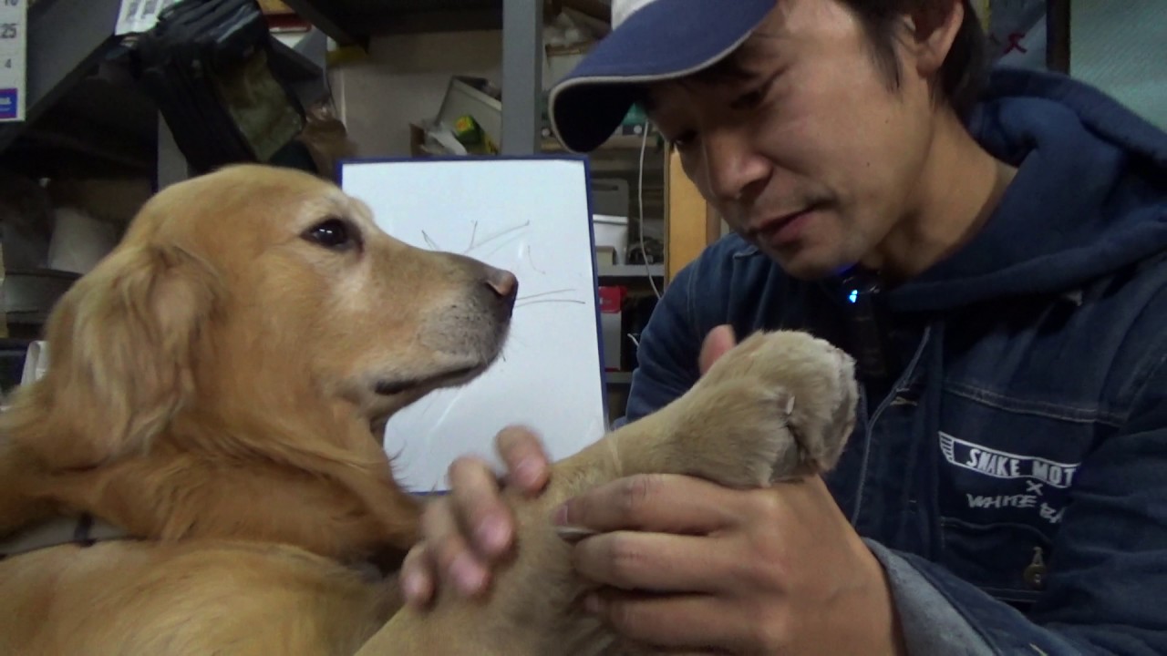 ゴールデンレトリバー 犬 の爪の切り方 Youtube ゴールデンレトリバー 犬 の爪の切り方 Youtube