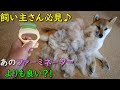 【飼い主さん必見】ファーミネーターより高品質？？ 超オススメ犬用ブラシ ブラッシング #しばいぬ #柴犬  #豆柴