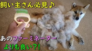 【飼い主さん必見】ファーミネーターより高品質？？ 超オススメ犬用ブラシ ブラッシング #しばいぬ #柴犬  #豆柴