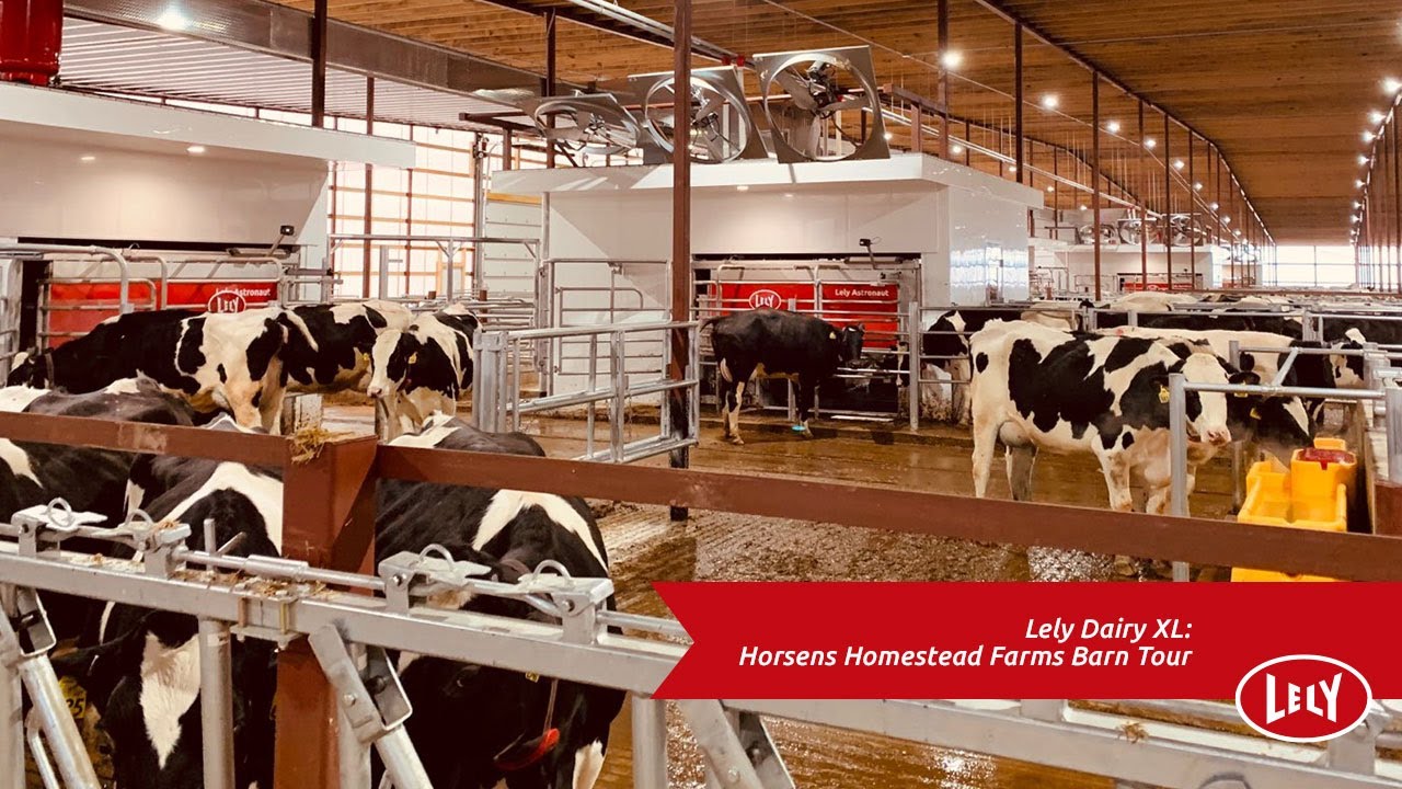 Lely Dairy XL Horsens Homestead Farms Barn Tour YouTube
