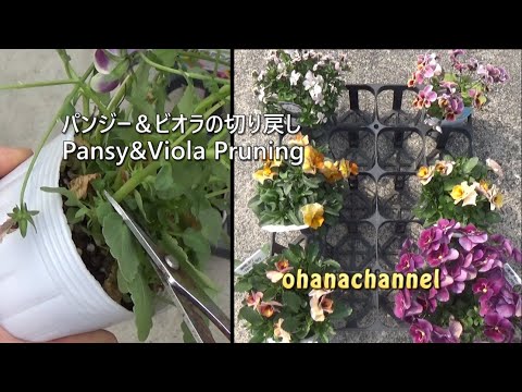 パンジー ビオラの切り戻し Pansy Viola Pruning To Full Bloom Youtube