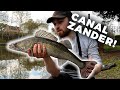 How To Catch UK Canal ZANDER - Deadbaits