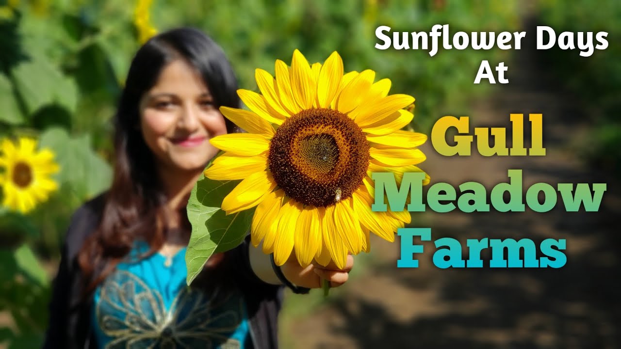 Gull Meadow Farms Sunflower Days YouTube