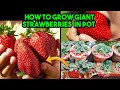 How To Grow Huge Strawberries In Pot | From Seed to Harvest | Amazing Strawberry Cultivation Method