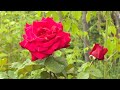În grădina Danei: Tratamente de primăvară pentru pomi fructiferi şi pentru trandafiri (@TVR1)
