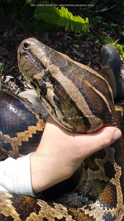 It is Not Easy To Catch Python - YouTube