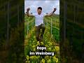 Warum wir im Weinberg Raps anpflanzen #behindthescenes #wine #gardening